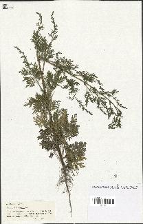 spécimen de Artemisia annua