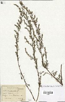 spécimen de Artemisia campestris