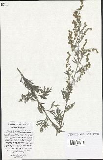 spécimen de Artemisia absinthium