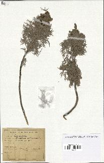 spécimen de Artemisia arborescens