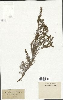 spécimen de Artemisia arborescens