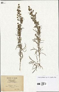 spécimen de Artemisia arborescens