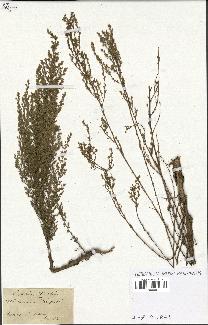 spécimen de Artemisia campestris