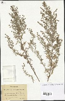 spécimen de Artemisia canariensis