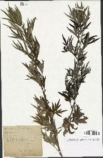 spécimen de Artemisia verlotiorum