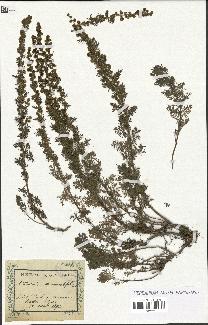 spécimen de Artemisia chamaemelifolia