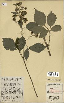 spécimen de Rubus thyrsoideus