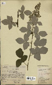 spécimen de Rubus tomentosus