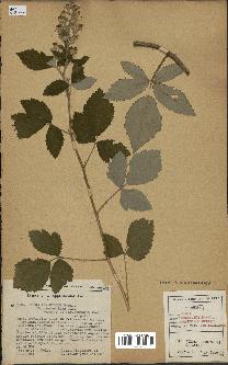 spécimen de Rubus tomentosus