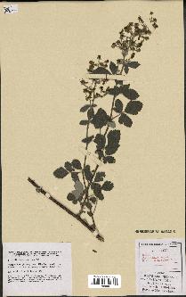 spécimen de Rubus tomentosus