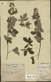 spécimen de Rubus tomentosus