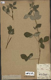 spécimen de Rubus tomentosus
