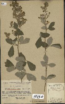 spécimen de Rubus tomentosus