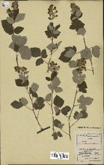 spécimen de Rubus tomentosus
