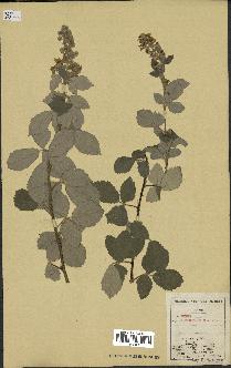 spécimen de Rubus tomentosus