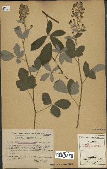 spécimen de Rubus tomentosus