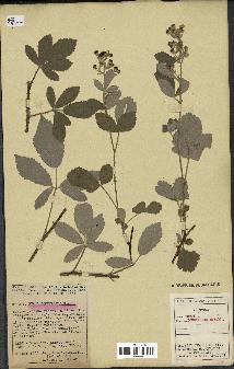 spécimen de Rubus tomentosus