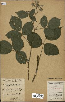 spécimen de Rubus tereticaulis