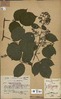 spécimen de Rubus caesius x ulmifolius