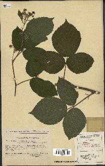 spécimen de Rubus tereticaulis