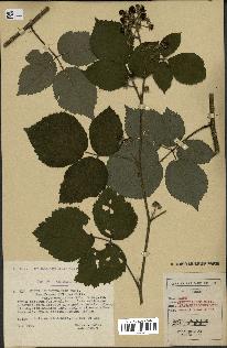 spécimen de Rubus tereticaulis