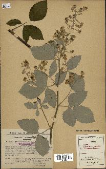 spécimen de Rubus tomentosus