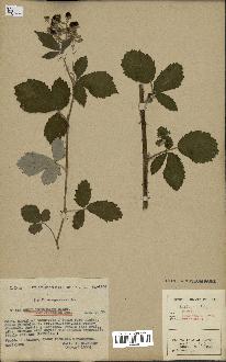 spécimen de Rubus tomentosus