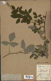 spécimen de Rubus tomentosus