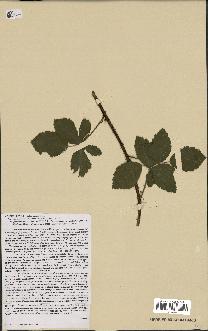 spécimen de Rubus tomentosus