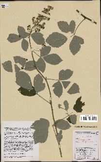 spécimen de Rubus tomentosus