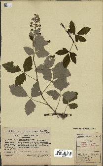 spécimen de Rubus tomentosus