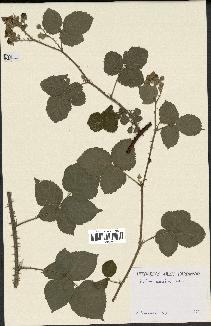 spécimen de Rubus caesius x ulmifolius