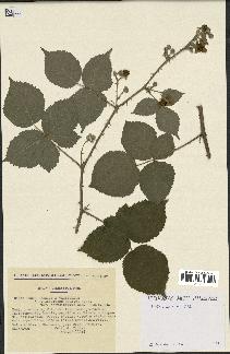 spécimen de Rubus caesius x ulmifolius