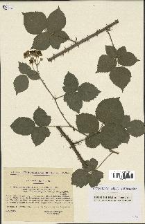 spécimen de Rubus caesius x ulmifolius