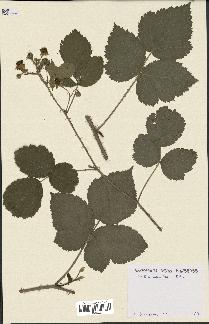 spécimen de Rubus caesius x ulmifolius