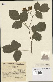 spécimen de Rubus caesius x ulmifolius