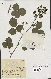 spécimen de Rubus caesius x ulmifolius