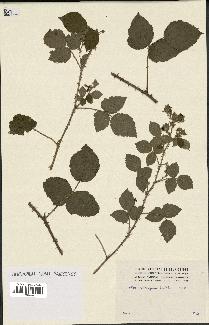 spécimen de Rubus caesius x ulmifolius