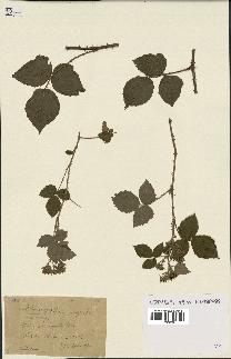 spécimen de Rubus caesius x ulmifolius