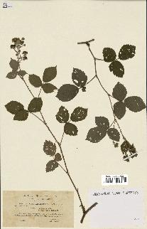 spécimen de Rubus caesius x ulmifolius