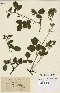 spécimen de Rubus caesius x ulmifolius