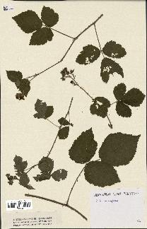 spécimen de Rubus caesius x ulmifolius