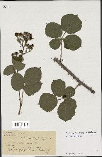 spécimen de Rubus caesius x ulmifolius