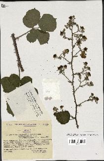 spécimen de Rubus caesius x ulmifolius