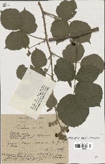 spécimen de Rubus caesius x ulmifolius