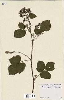 spécimen de Rubus caesius x ulmifolius