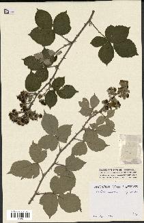 spécimen de Rubus caesius x ulmifolius