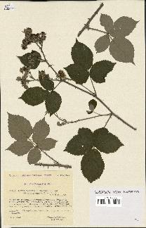 spécimen de Rubus caesius x ulmifolius