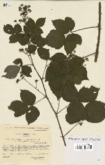 spécimen de Rubus caesius x ulmifolius