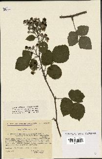 spécimen de Rubus caesius x ulmifolius